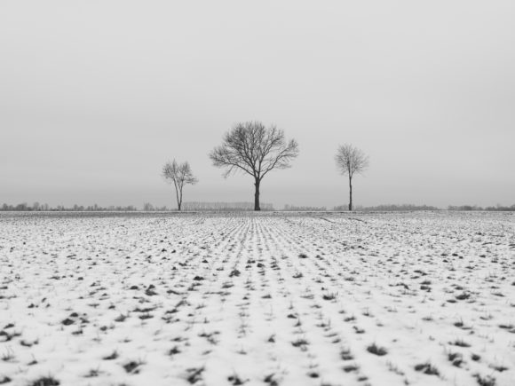 Drzewa przy drodze, Żuławy Wiślane