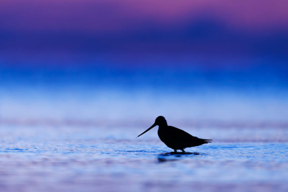 Bar-tailed godwit (Limosa lapponica), Szlamnik