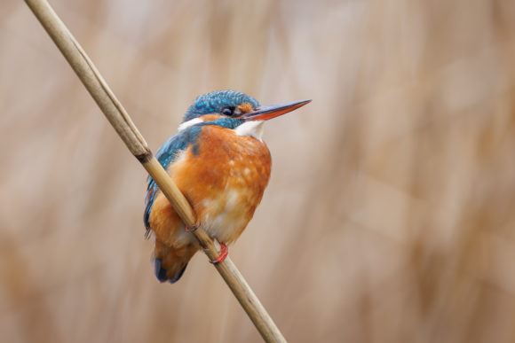 etyka w fotografii ptaków i dzikich zwierząt