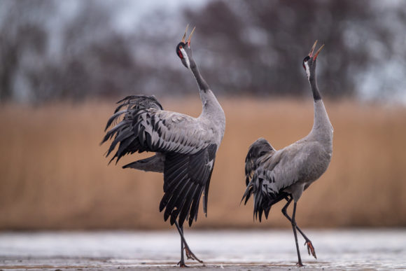 Żuraw - FotoPropaganda